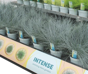 Festuca Intens Blue - afbeelding 2