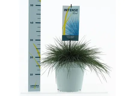 Festuca Intens Blue - afbeelding 1