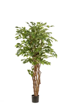 Ficus liana plant 170cm