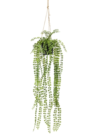Ficus pumila hanging in pot 85cm