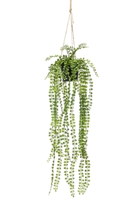 Ficus pumila hanging in pot 85cm
