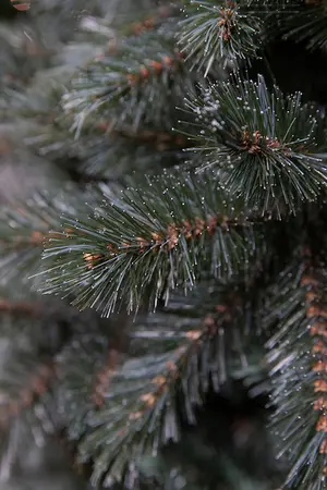 Forest frosted pine kerstboom - afbeelding 1