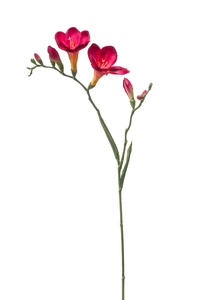 Freesia spray fuchsia 68cm