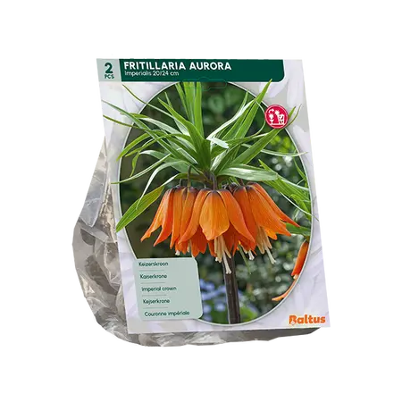 Fritillaria Imperialis Aurora per 2