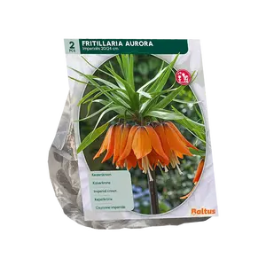 Fritillaria Imperialis Aurora per 2