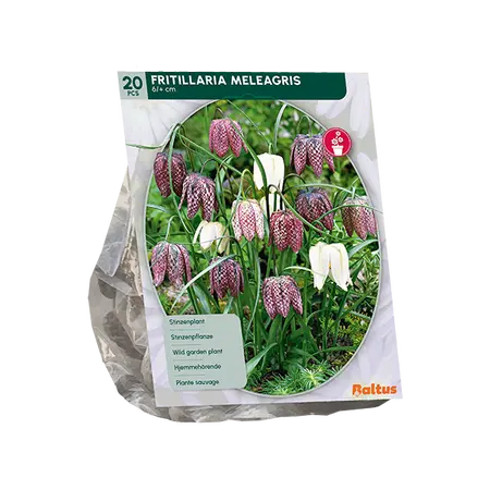 Fritillaria Meleagris per 20