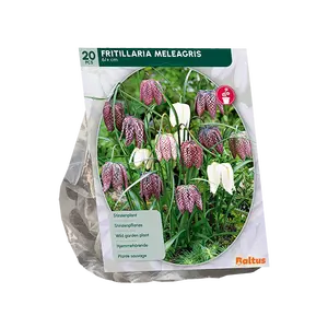 Fritillaria Meleagris per 20