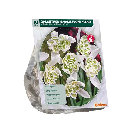 Galanthus Nivalis Flore Pleno per 10