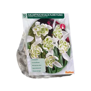 Galanthus Nivalis Flore Pleno per 10