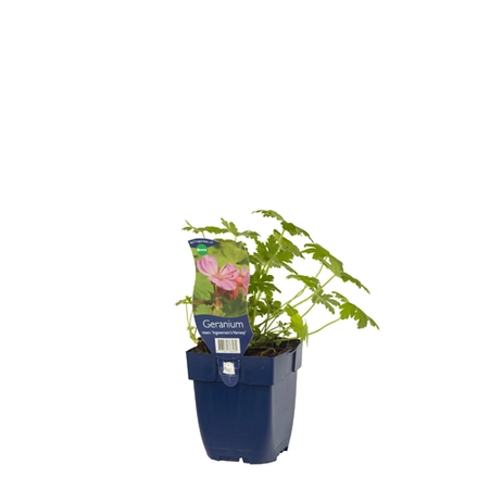 Geranium macr. 'Ingwersen's Variety'