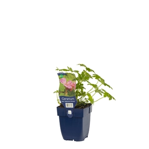 Geranium macr. 'Ingwersen's Variety'