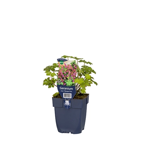 Geranium macr. 'Olympic Fire'