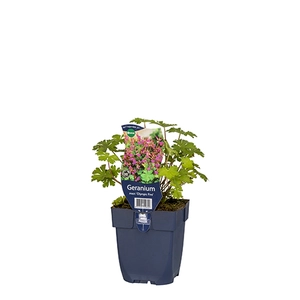Geranium macr. 'Olympic Fire'