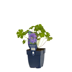 Geranium 'Philippe Vapelle'