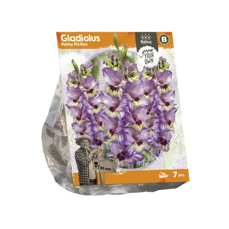 Gladiolus Funny Fiction