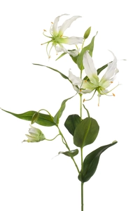 Gloriosa spray cream 75cm