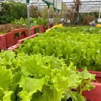 Groente-, kruiden en prei plantjes, verkrijgbaar vanaf begin maart