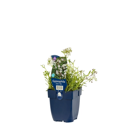 Gypsophila rep. 'Alba'