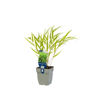 Hakonechloa macra