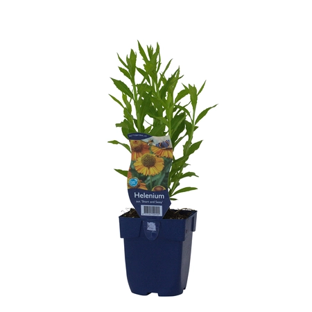 Helenium aut. 'Short and Sassy'
