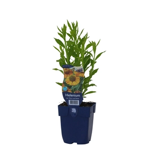 Helenium aut. 'Short and Sassy'