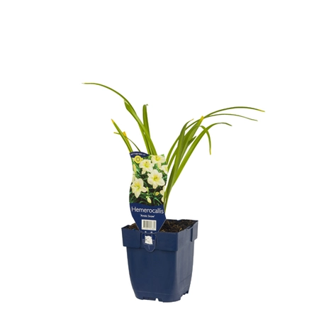 Hemerocallis 'Arctic Snow'
