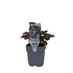 Heuchera 'Flores Snow'