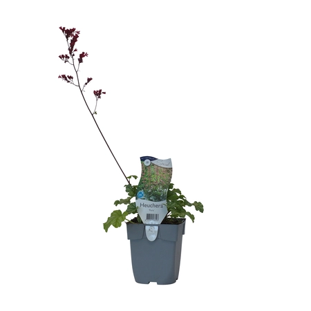 Heuchera 'Paris'