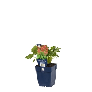 Heuchera sang. 'Splendens'