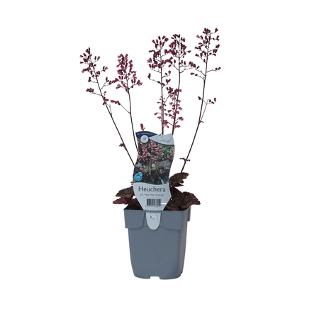 Heuchera vill. 'Hip Hip Hooray'