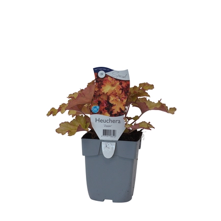Heuchera 'Zipper'