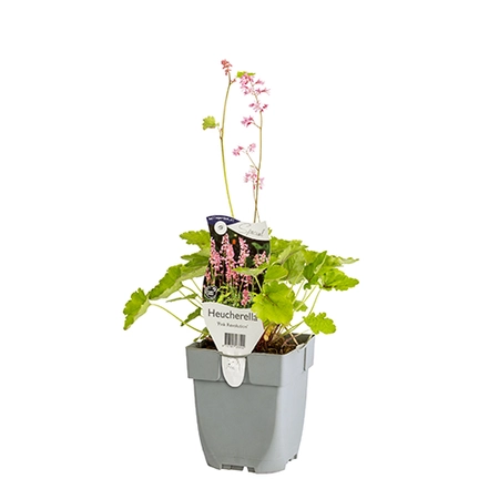 Heucherella 'Pink Revolution'