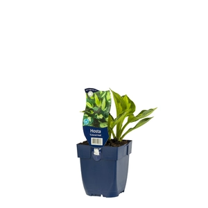 Hosta 'Colored Hulk'