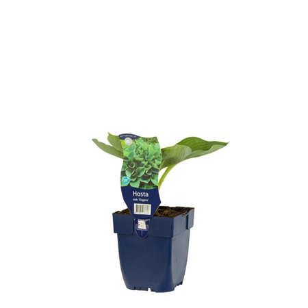 Hosta sieb. 'Elegans'