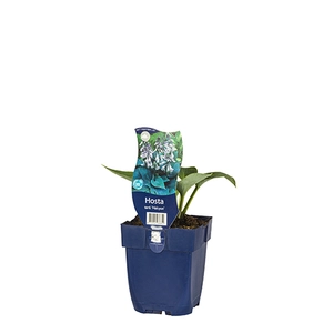 Hosta tardiana 'Halcyon'