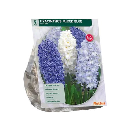 Hyacinth Mixed Blue per 9