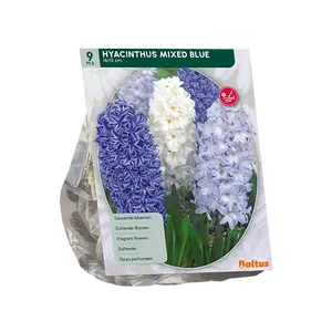 Hyacinth Mixed Blue per 9
