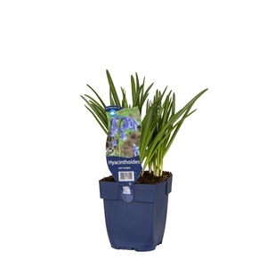 Hyacinthoides non-scripta