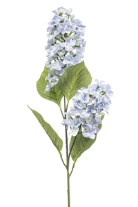 Hydrangea paniculata spray