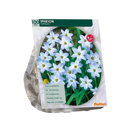 Ipheion per 100