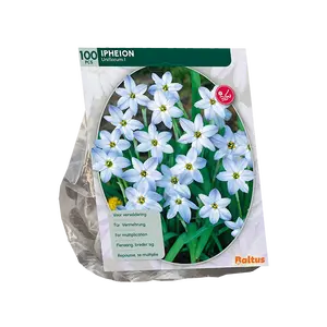 Ipheion per 100