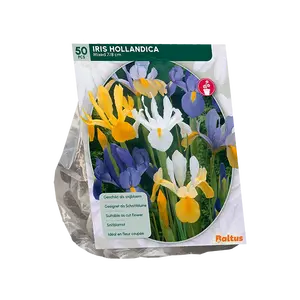 Iris Hollandica per 50