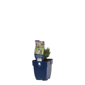 Lavandula ang. 'Dwarf Blue'