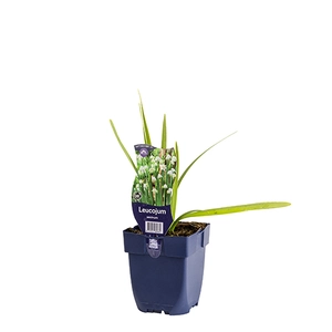 Leucojum aestivum