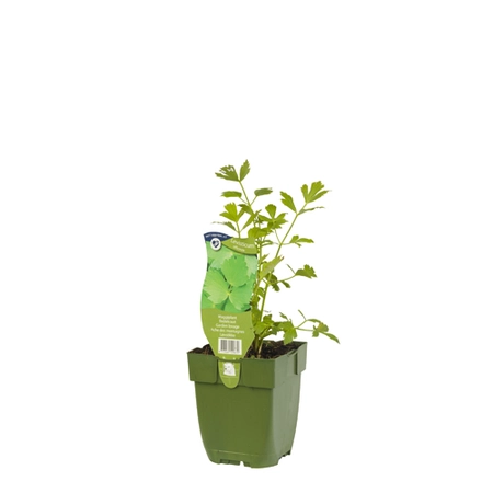 Levisticum officinale