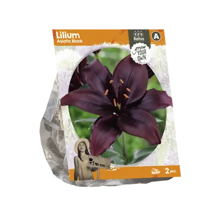 Lilium Asiatic Black
