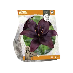 Lilium Asiatic Black