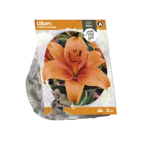 Lilium Asiatic Orange