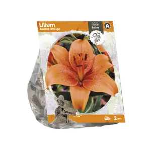Lilium Asiatic Orange