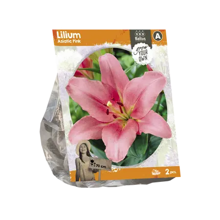 Lilium Asiatic Pink